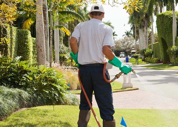 About Torreon NM Pest Control